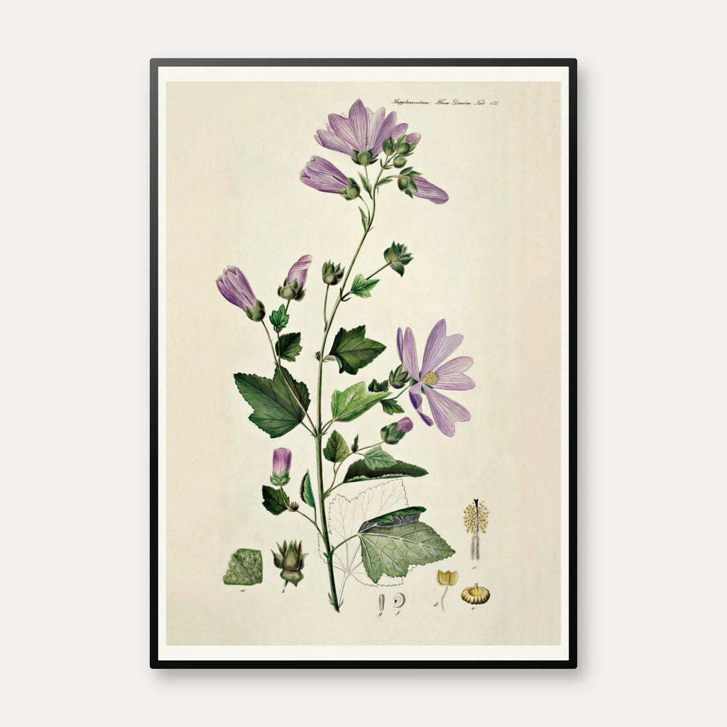 Poppelrose 1874 - Flora Danica – billede 1