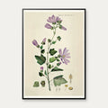 Poppelrose 1874 - Flora Danica – billede 1