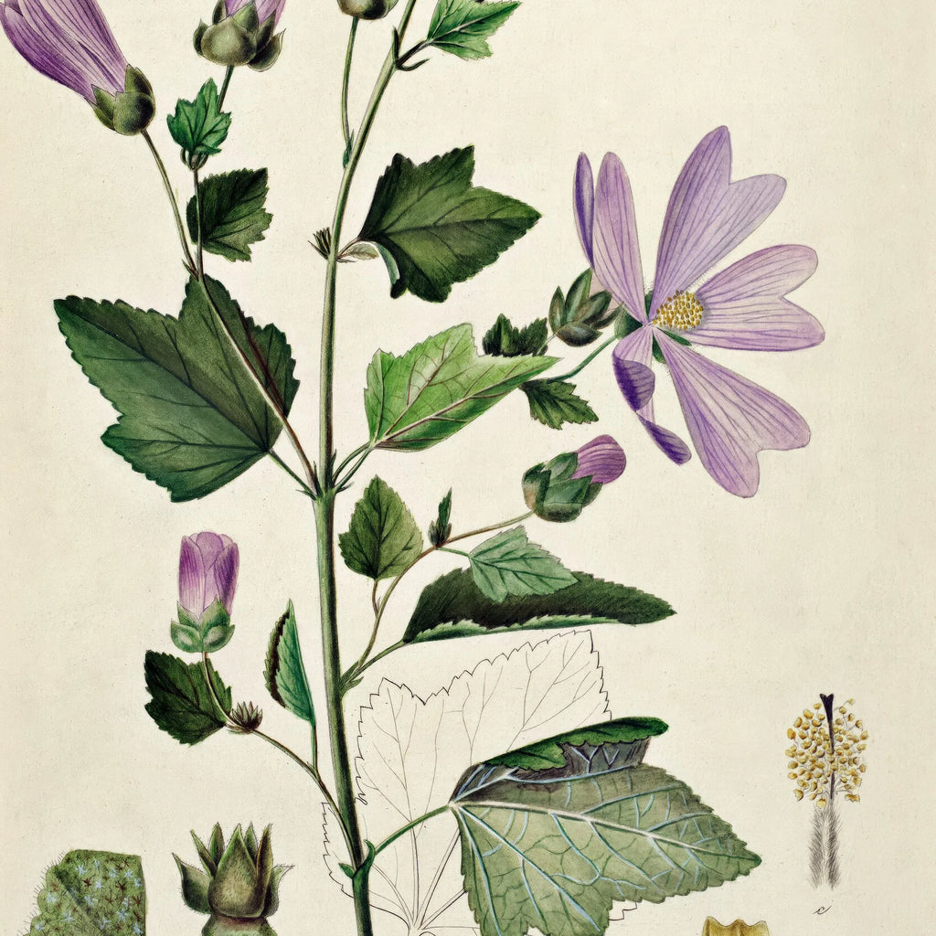 Poppelrose 1874 - Flora Danica – billede 4