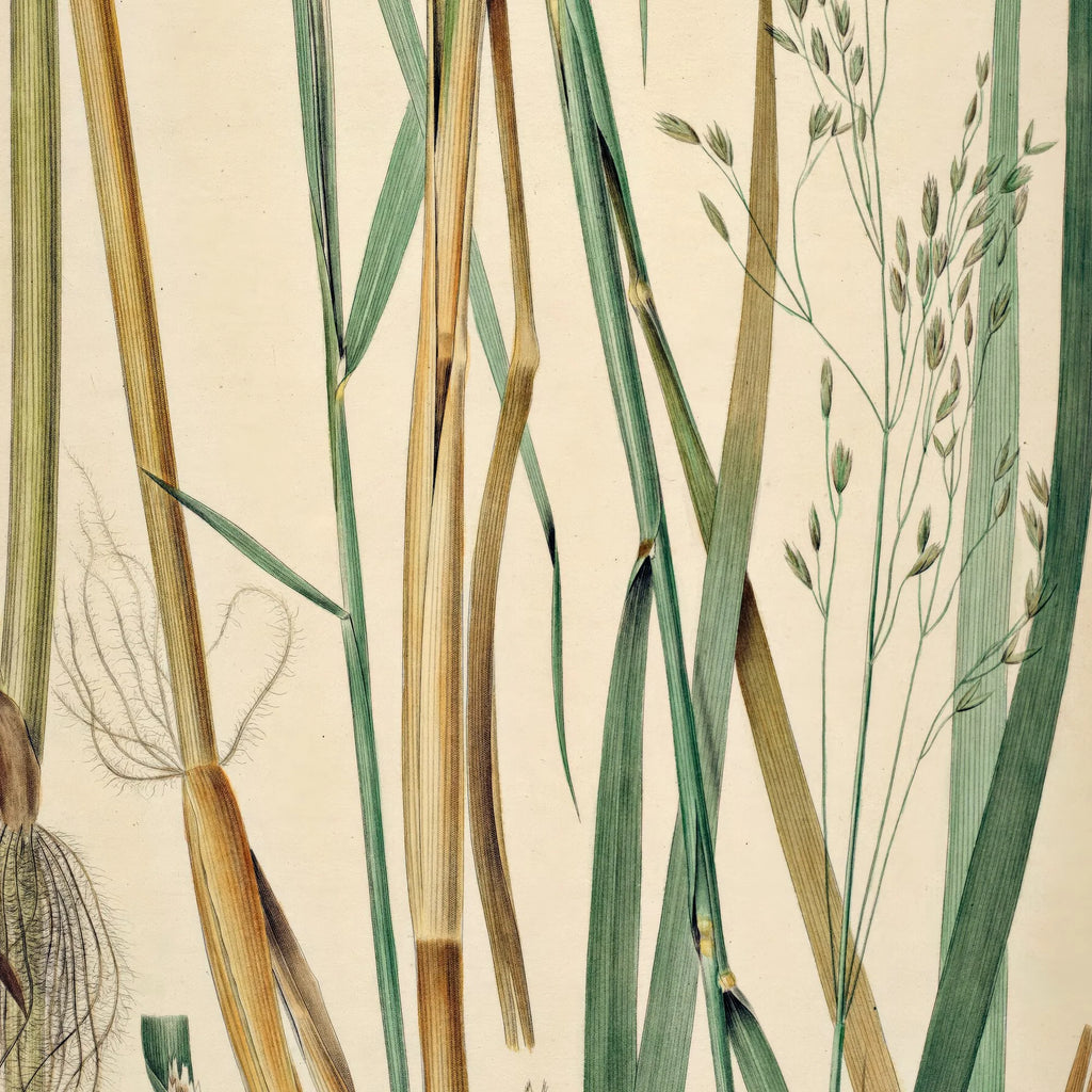 Pibegræs og Blåtop 1871 - Flora Danica – billede 4