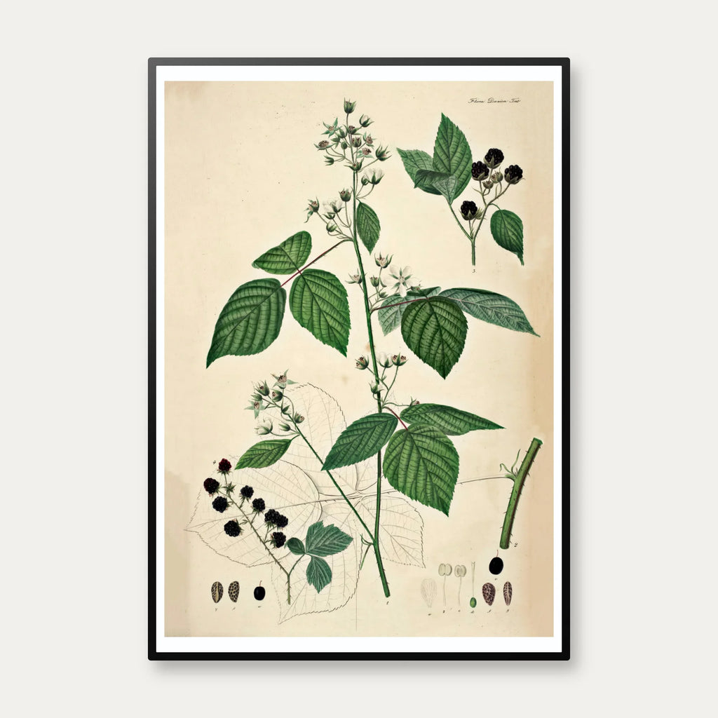 Brombær III 1871 - Flora Danica – billede 1