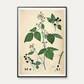 Brombær III 1871 - Flora Danica – billede 1