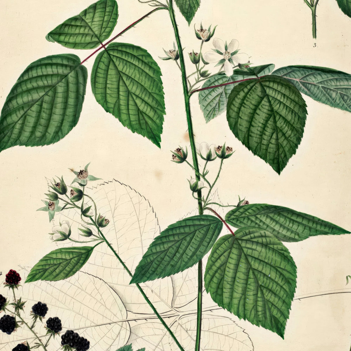Brombær III 1871 - Flora Danica – billede 4