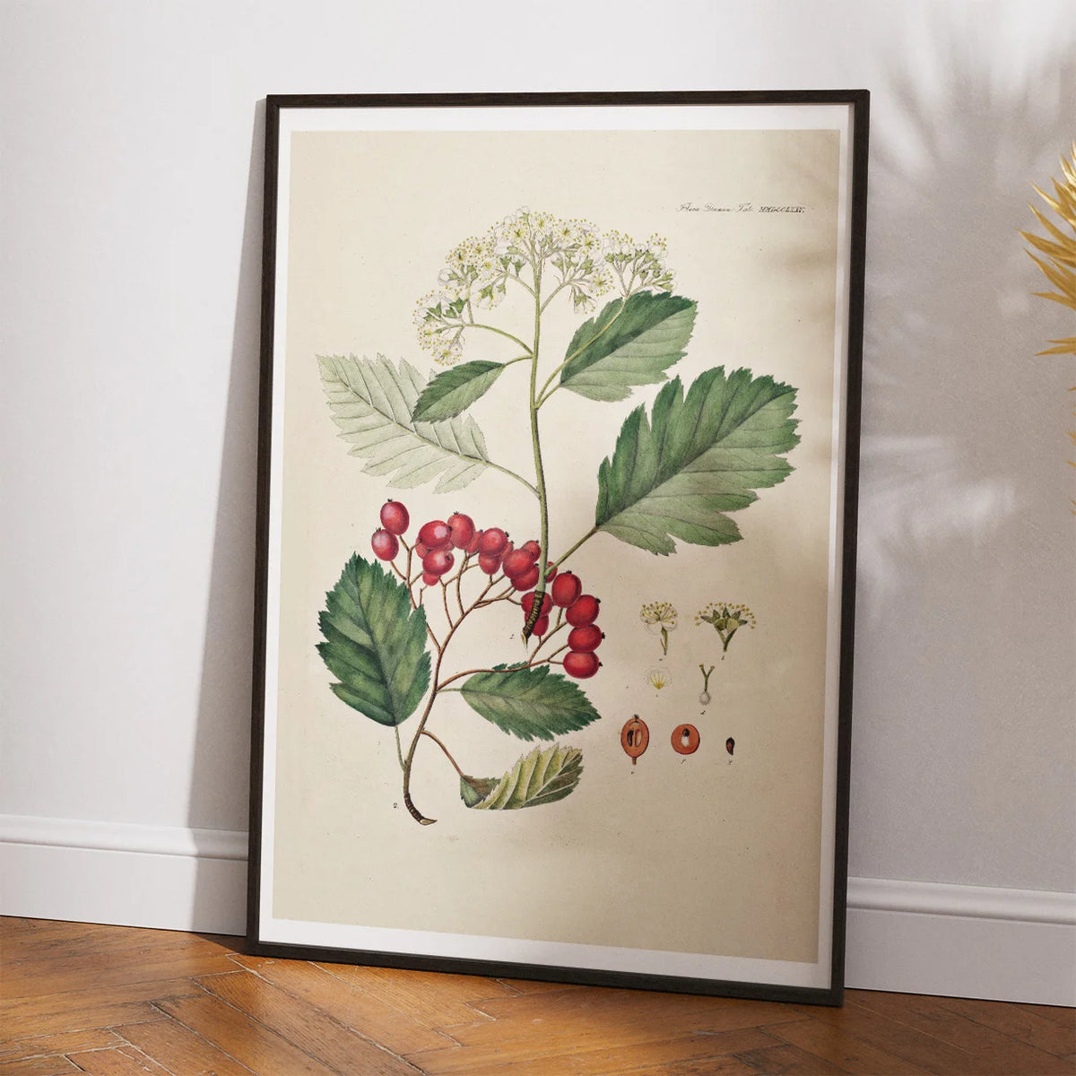 Seljerøn 1869 - Flora Danica – billede 2