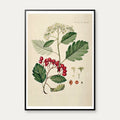 Seljerøn 1869 - Flora Danica – billede 1