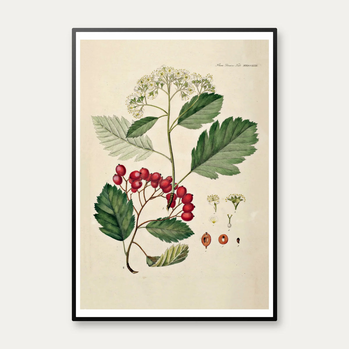 Seljerøn 1869 - Flora Danica – billede 1