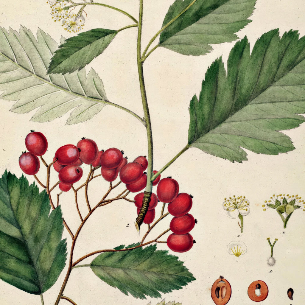 Seljerøn 1869 - Flora Danica – billede 4