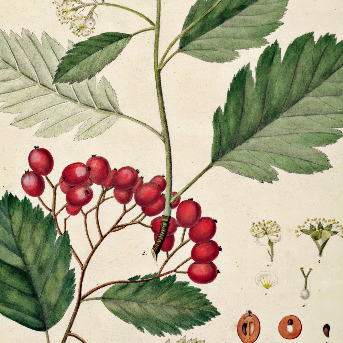 Seljerøn 1869 - Flora Danica – billede 4