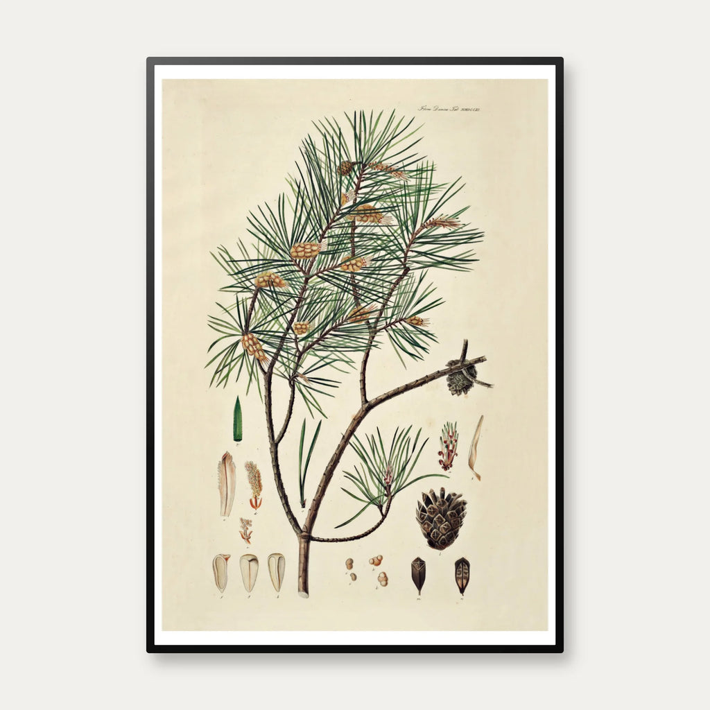 Skovfyr 1869 - Flora Danica – billede 1