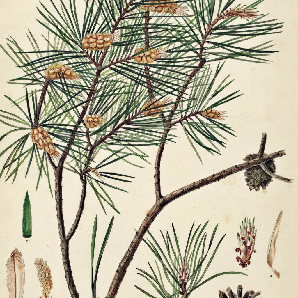 Skovfyr 1869 - Flora Danica – billede 4