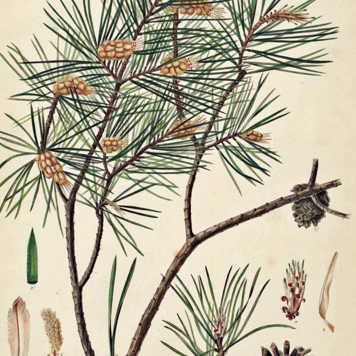 Skovfyr 1869 - Flora Danica – billede 4