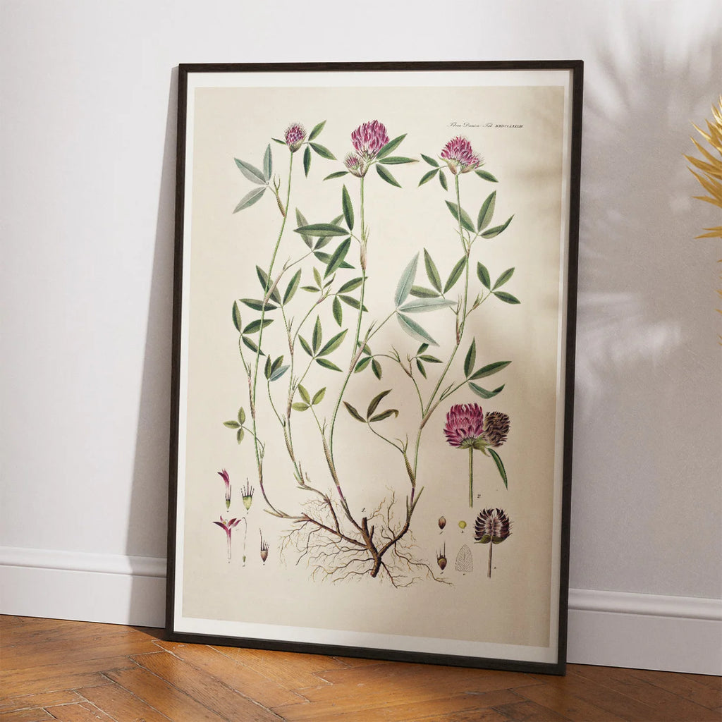 Kløver 1869 - Flora Danica – billede 2