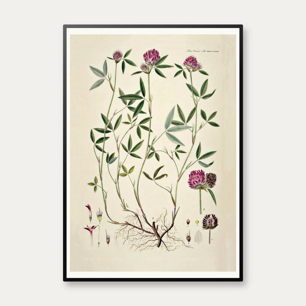 Kløver 1869 - Flora Danica – billede 1