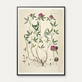 Kløver 1869 - Flora Danica – billede 1