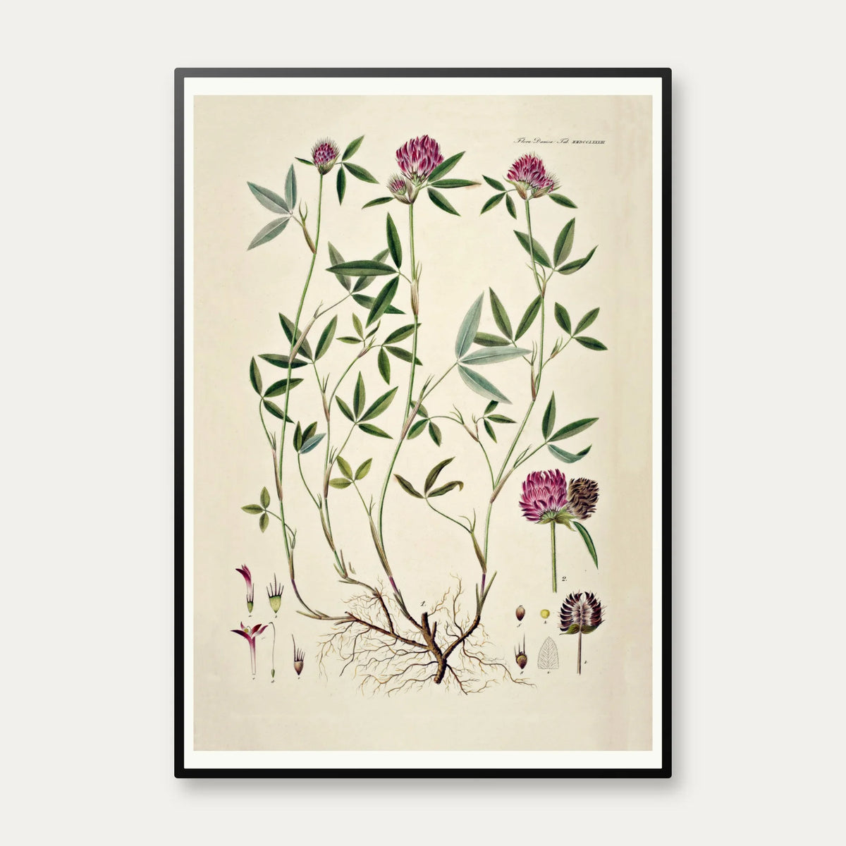 Kløver 1869 - Flora Danica – billede 1