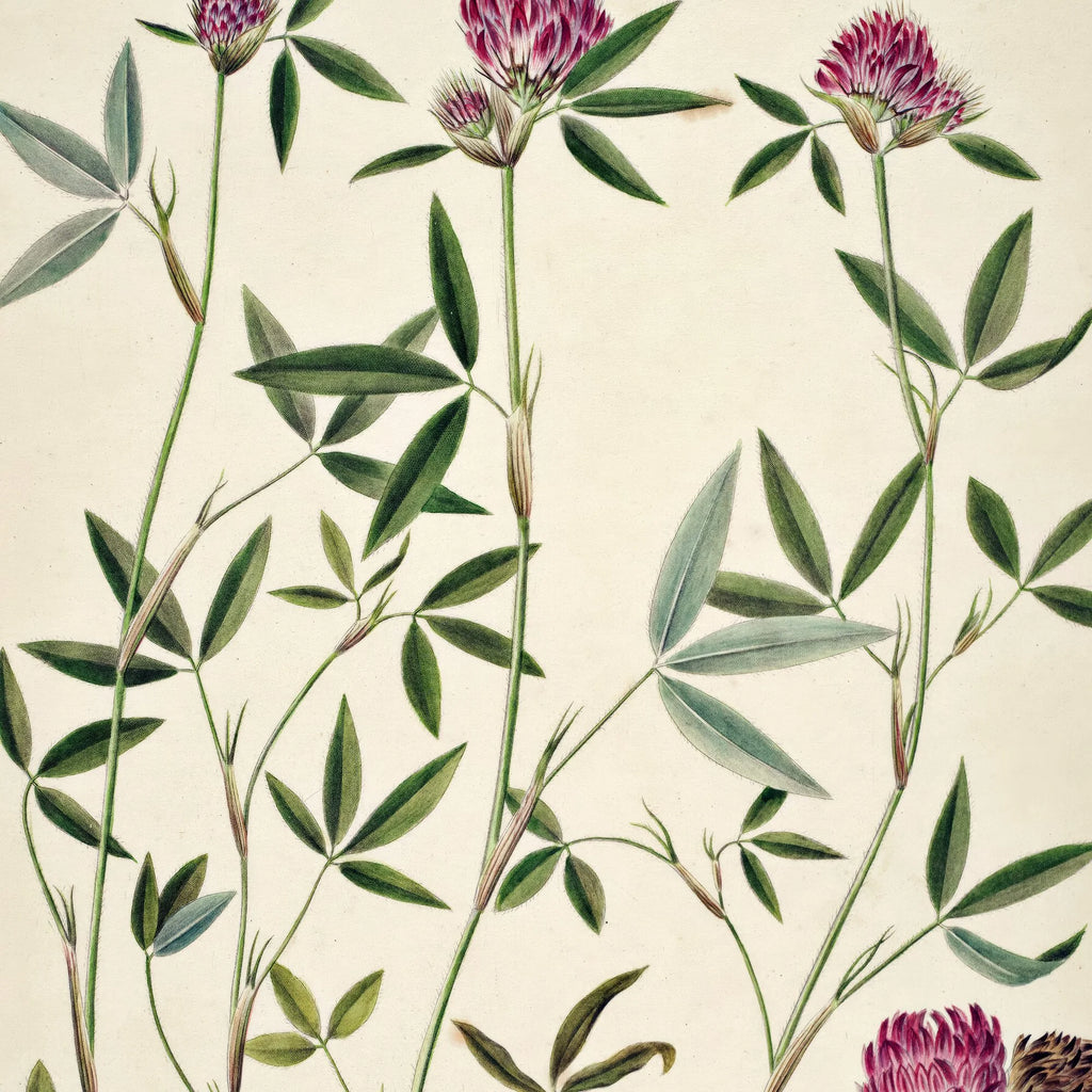 Kløver 1869 - Flora Danica – billede 4