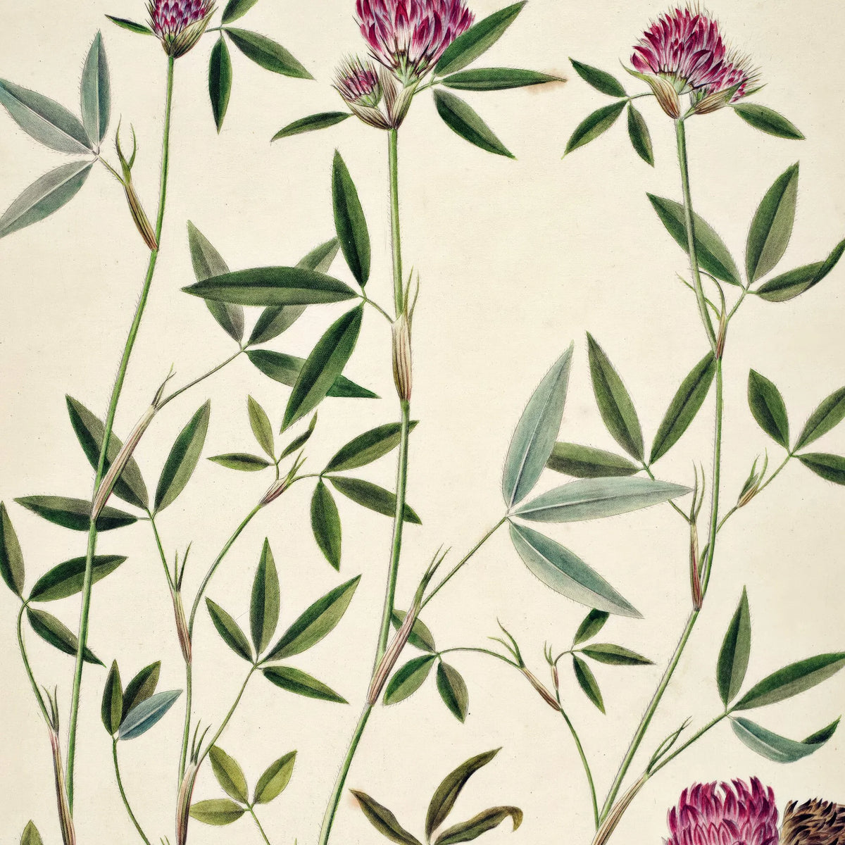 Kløver 1869 - Flora Danica – billede 4