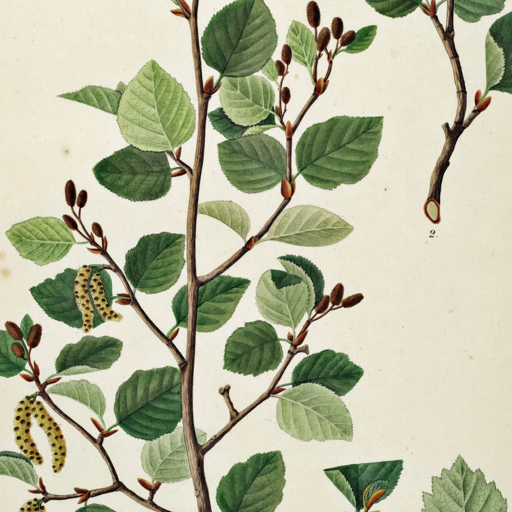 Bjerg-el 1867 - Flora Danica – billede 4