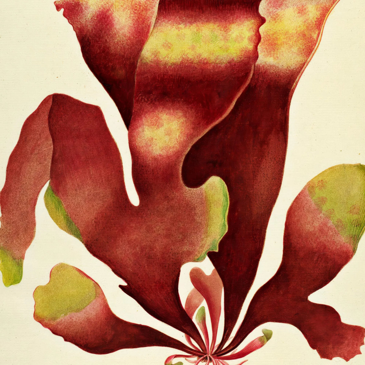 Halymenia edulis Ag. 1839 - Flora Danica – billede 4
