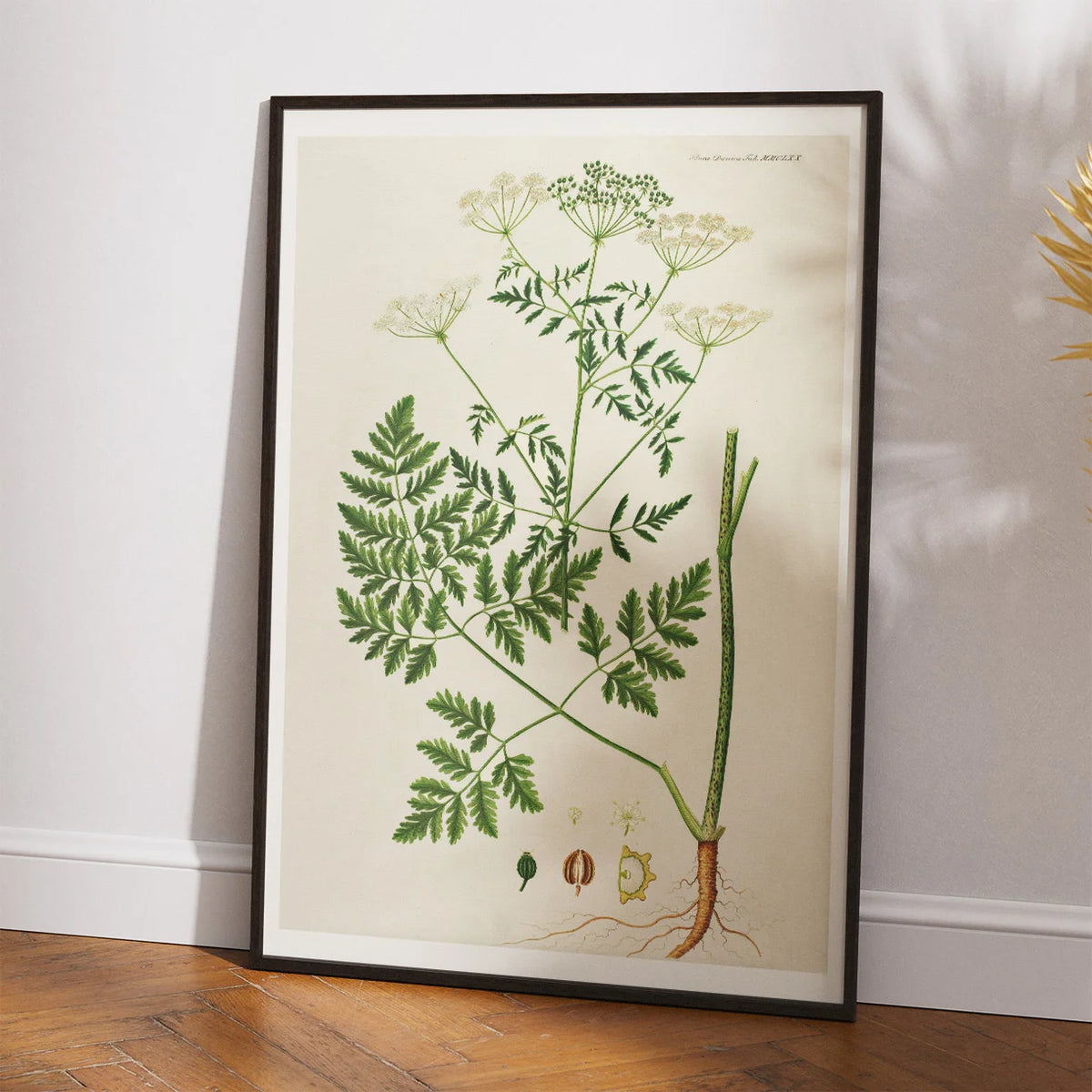 Giftig Skarntyde 1836 - Flora Danica – billede 2