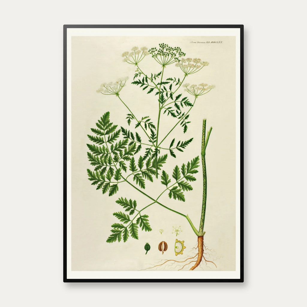 Giftig Skarntyde 1836 - Flora Danica – billede 1