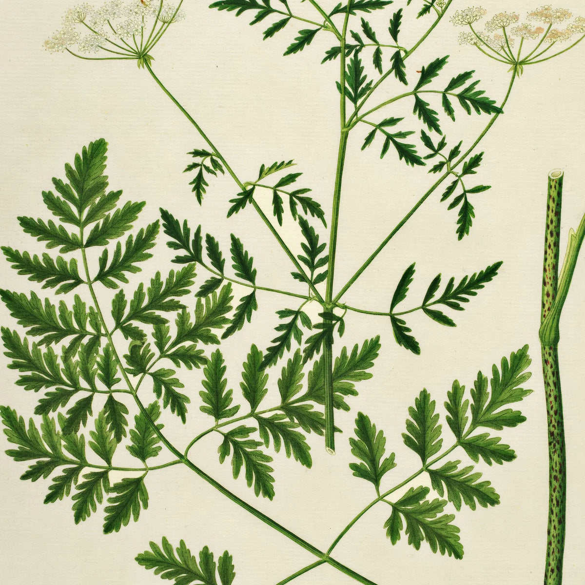 Giftig Skarntyde 1836 - Flora Danica – billede 4