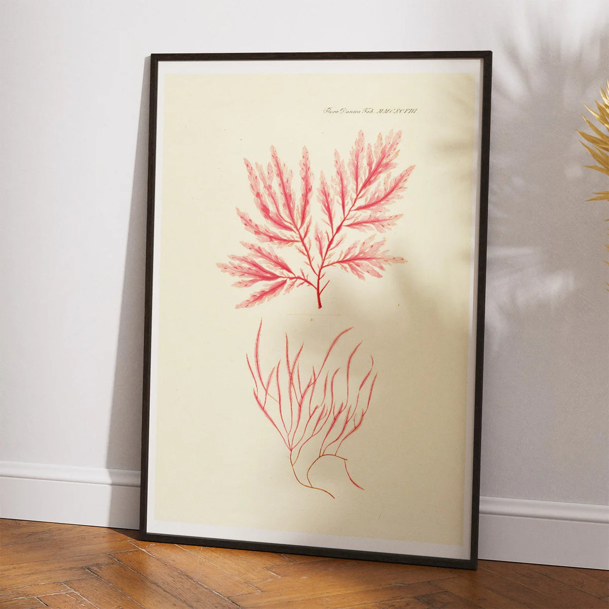 Tang 1836 - Flora Danica – billede 2