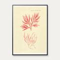 Tang 1836 - Flora Danica – billede 1