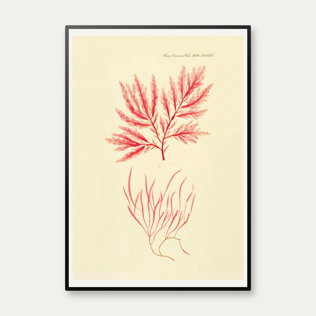 Tang 1836 - Flora Danica – billede 1