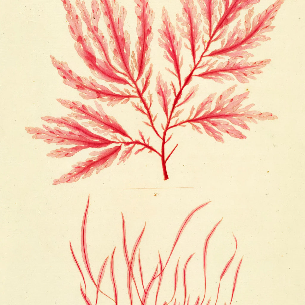 Tang 1836 - Flora Danica – billede 4