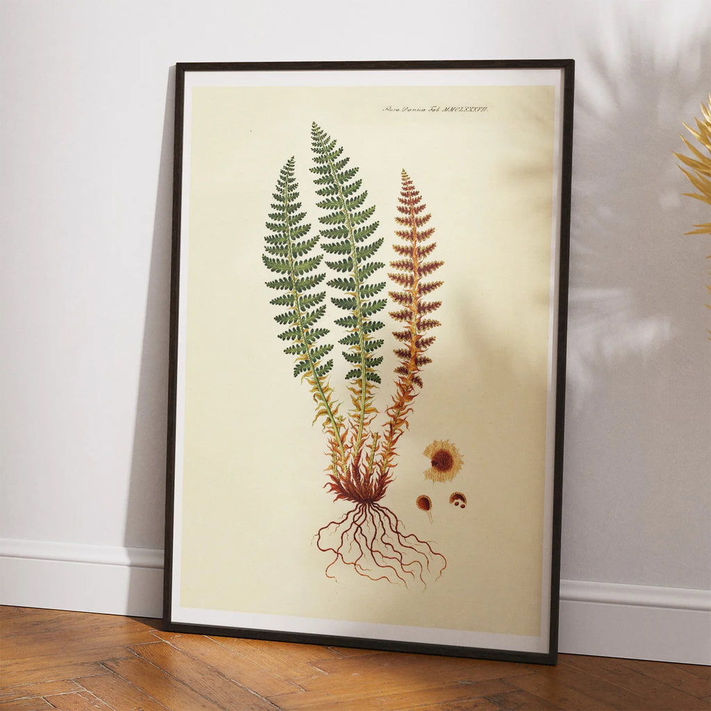 Duftende Mangeløv 1836 - Flora Danica – billede 2