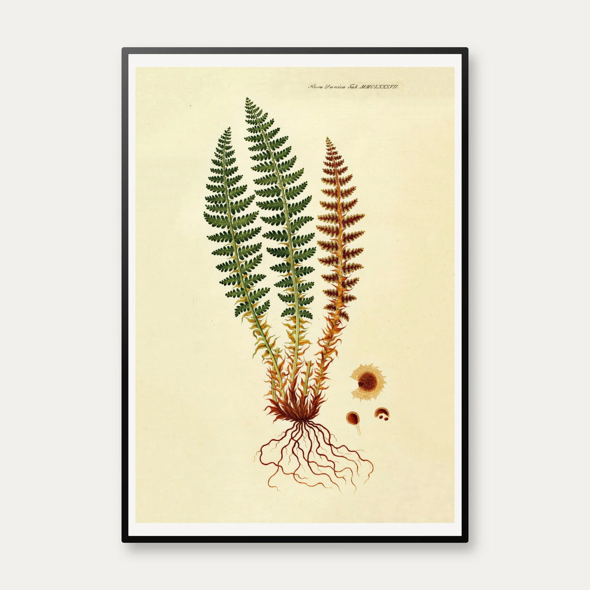Duftende Mangeløv 1836 - Flora Danica – billede 1