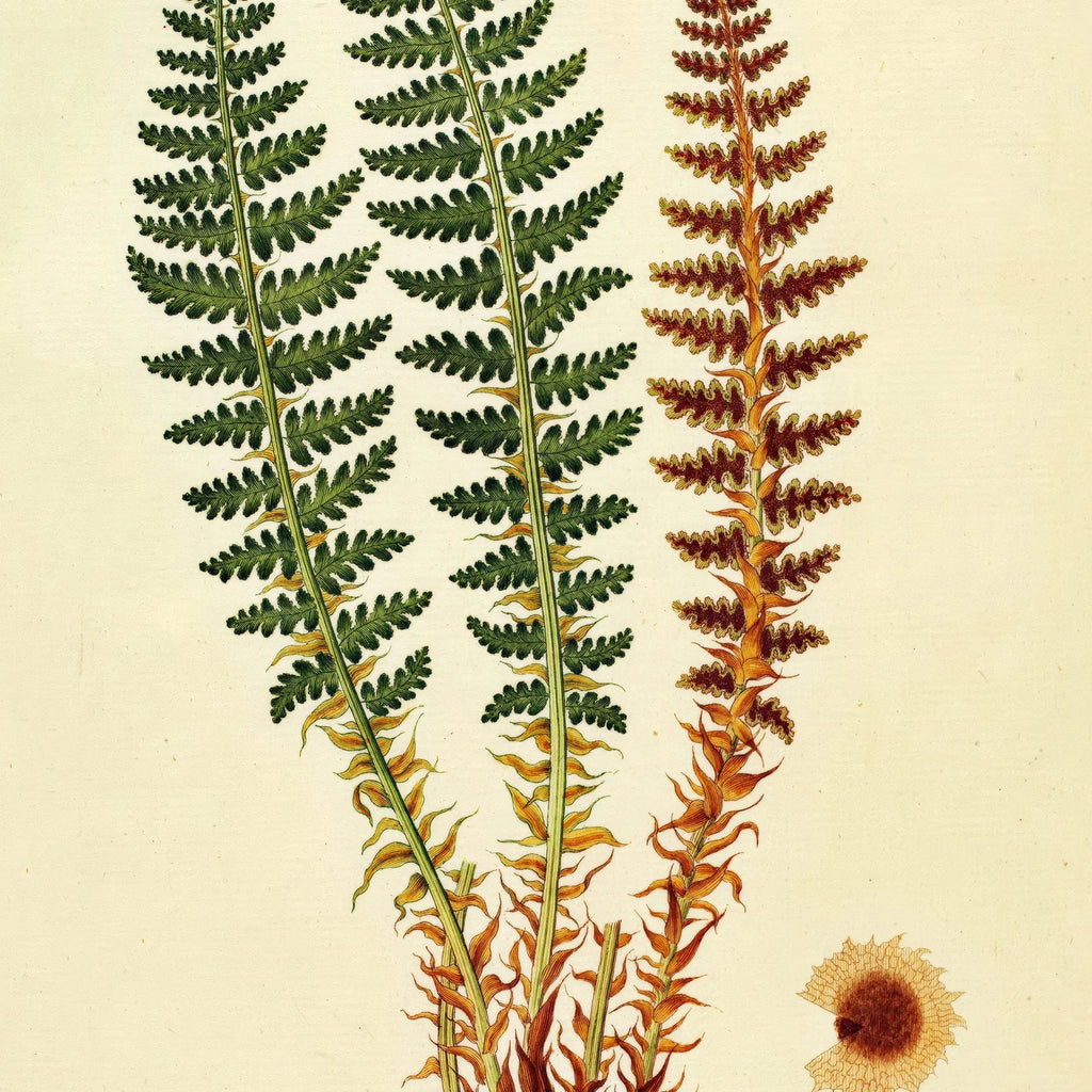 Duftende Mangeløv 1836 - Flora Danica – billede 4