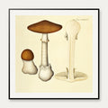 Agaricus phalloides Vaill. var. 1834 - Flora Danica – billede 1