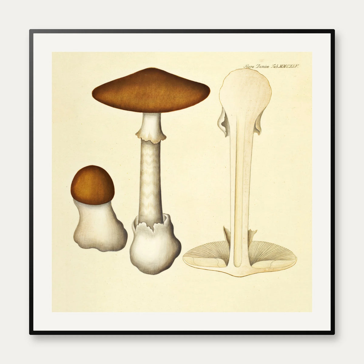 Agaricus phalloides Vaill. var. 1834 - Flora Danica – billede 1
