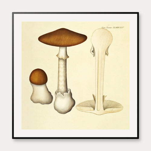 Agaricus phalloides Vaill. var. 1834 - Flora Danica – billede 1