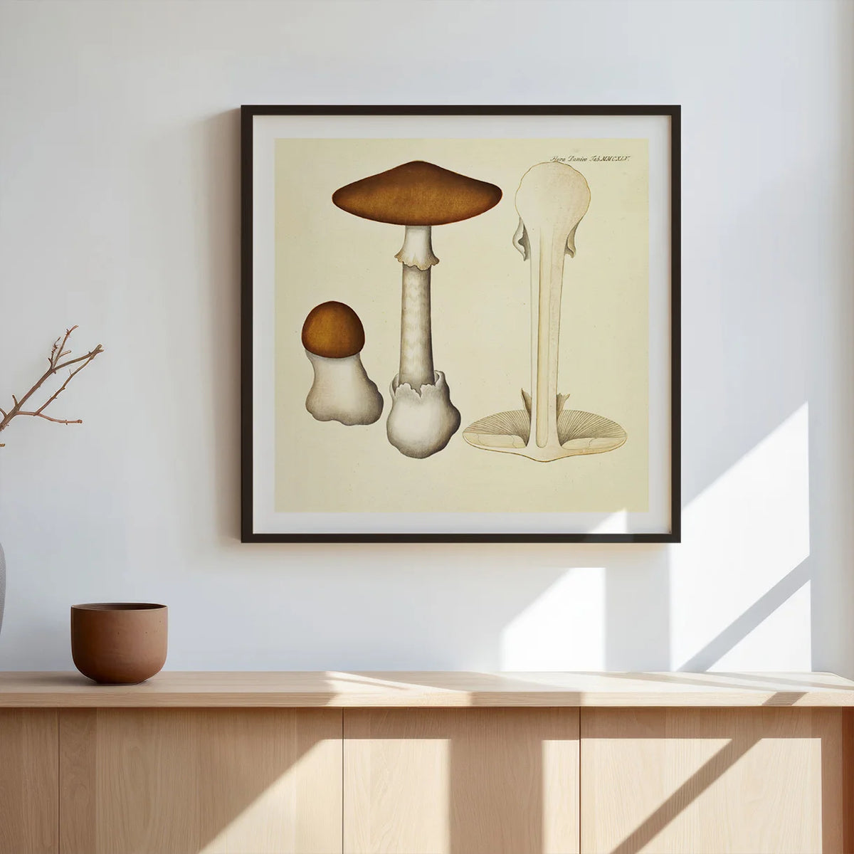 Agaricus phalloides Vaill. var. 1834 - Flora Danica – billede 3