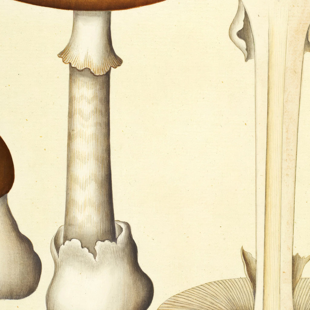 Agaricus phalloides Vaill. var. 1834 - Flora Danica – billede 4
