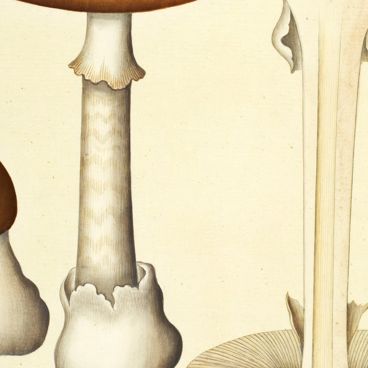 Agaricus phalloides Vaill. var. 1834 - Flora Danica – billede 4