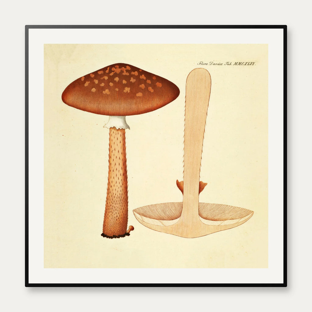 Agaricus magnificus Fr. 1834 - Flora Danica – billede 1