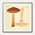 Agaricus magnificus Fr. 1834 - Flora Danica – billede 1