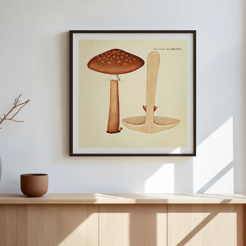 Agaricus magnificus Fr. 1834 - Flora Danica – billede 3