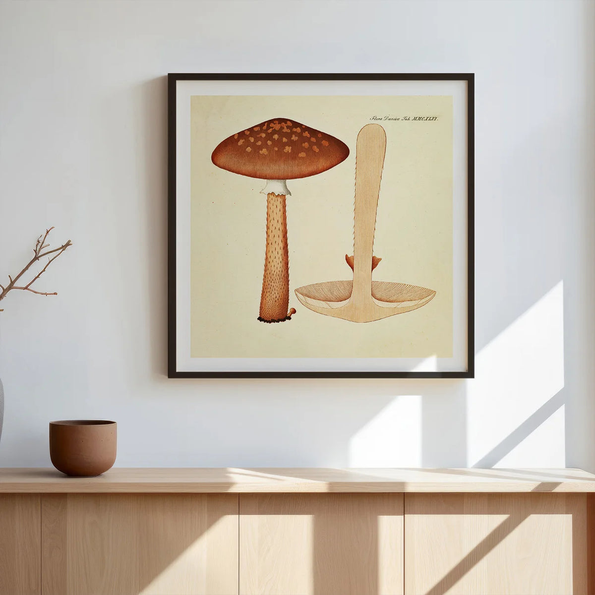 Agaricus magnificus Fr. 1834 - Flora Danica – billede 3