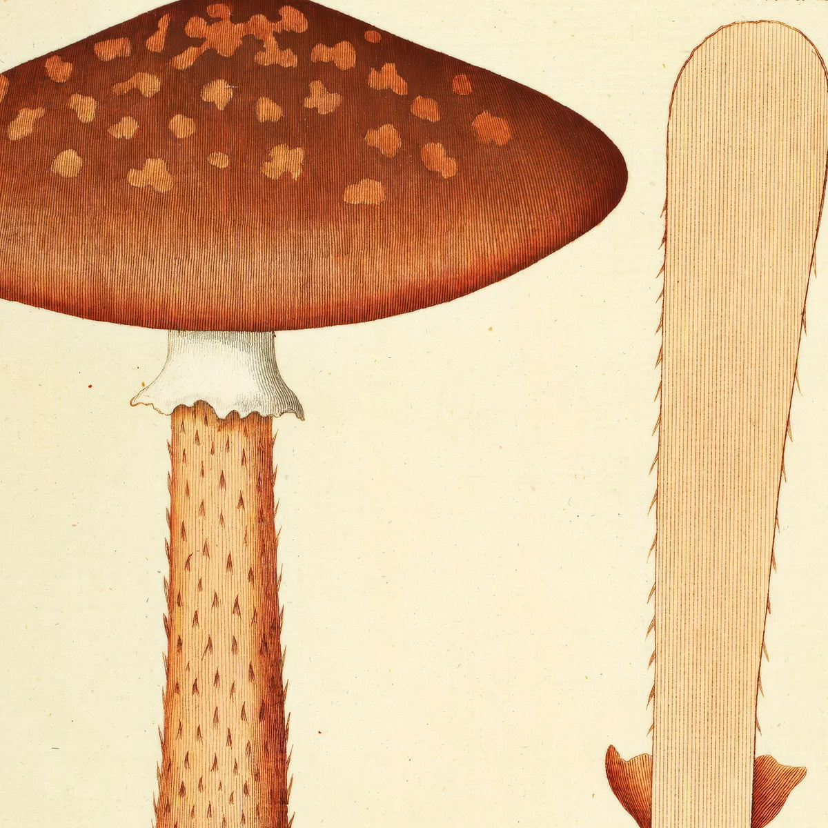 Agaricus magnificus Fr. 1834 - Flora Danica – billede 4