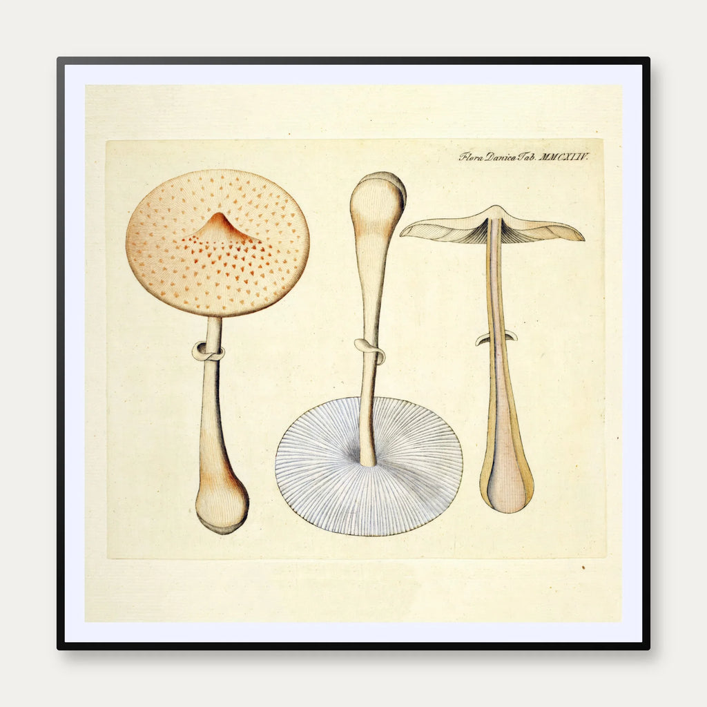 Agaricus mastoideus Fr. 1834 - Flora Danica – billede 1