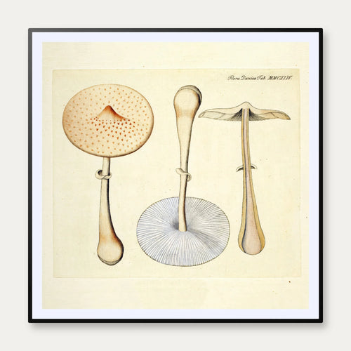 Agaricus mastoideus Fr. 1834 - Flora Danica – billede 1