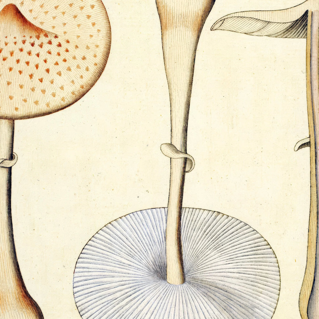 Agaricus mastoideus Fr. 1834 - Flora Danica – billede 4