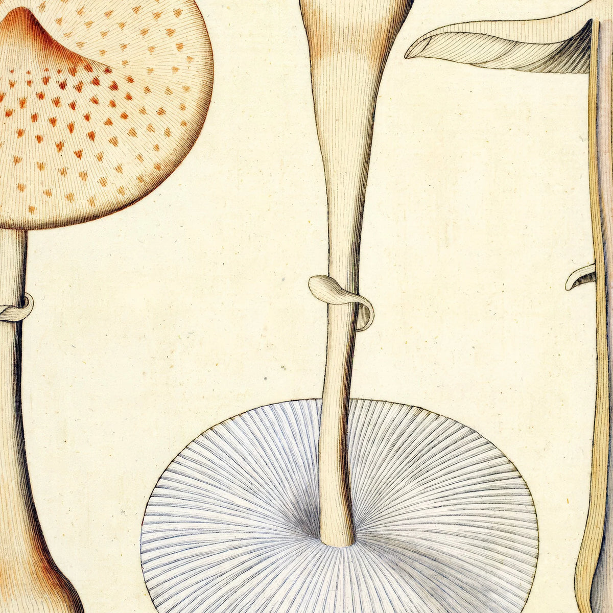 Agaricus mastoideus Fr. 1834 - Flora Danica – billede 4