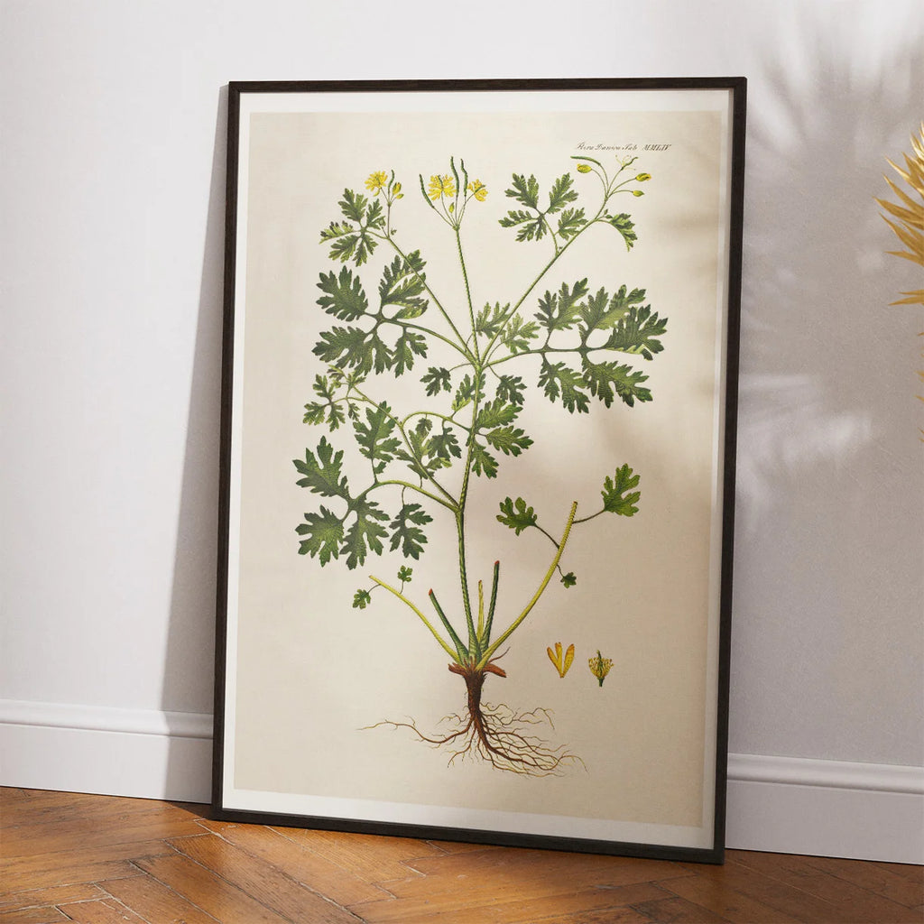 Svaleurt 1832 - Flora Danica – billede 2