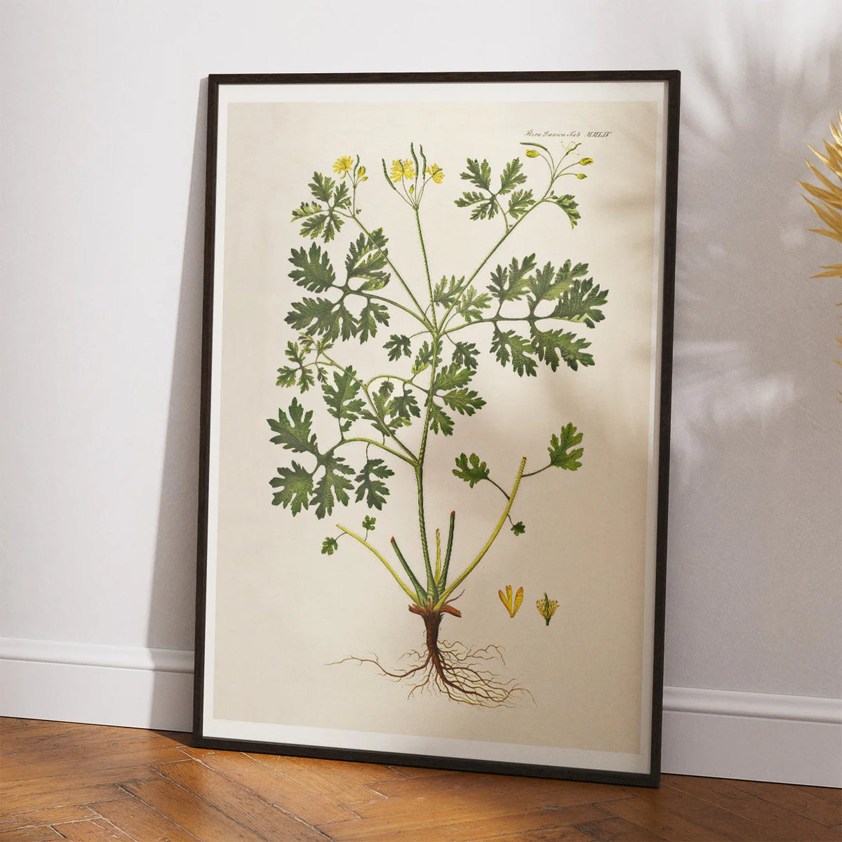 Svaleurt 1832 - Flora Danica – billede 2